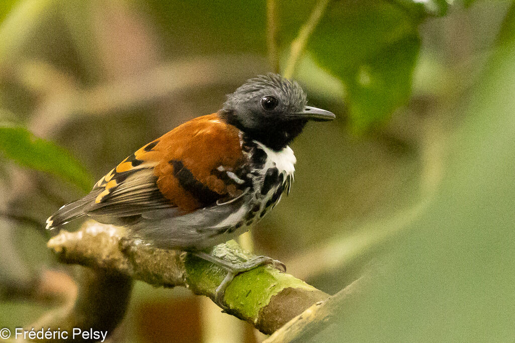 Spotted Antbird