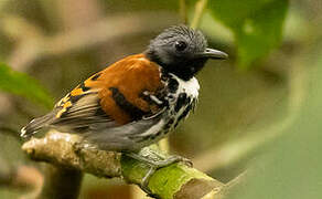 Spotted Antbird