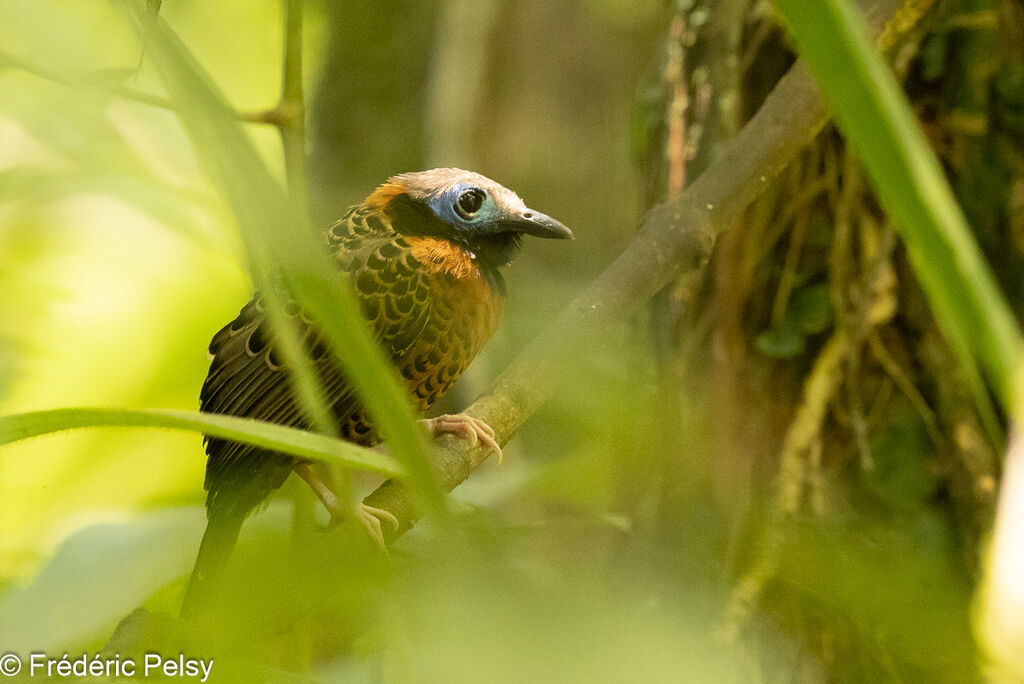 Ocellated Antbird