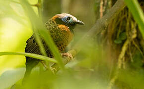 Ocellated Antbird