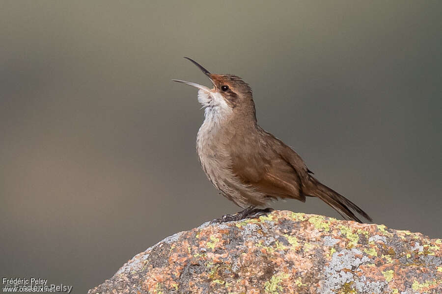 Fournier du Chaco mâle, adulte, habitat, chant