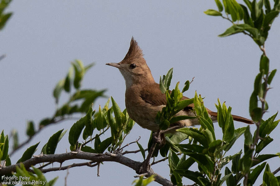 Crested Horneroadult, close-up portrait