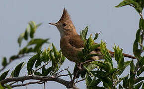 Crested Hornero