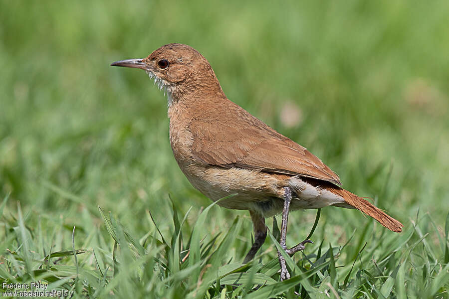 Rufous Horneroadult, identification