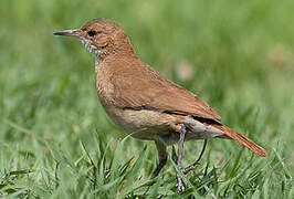 Rufous Hornero