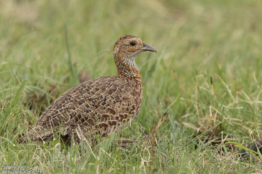 Grey-winged Francolinadult, identification