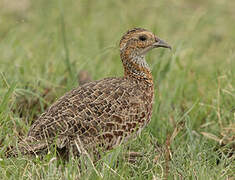 Grey-winged Francolin