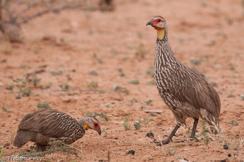 Francolin à cou jaune