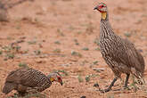 Francolin à cou jaune