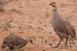 Yellow-necked Spurfowl