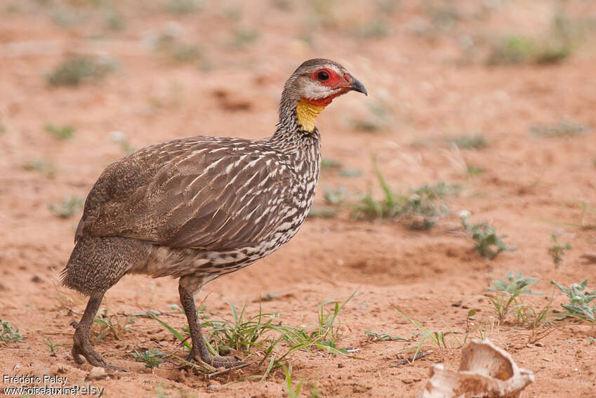 Francolin à cou jauneadulte, identification