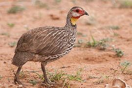 Francolin à cou jaune