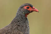 Francolin à gorge rouge