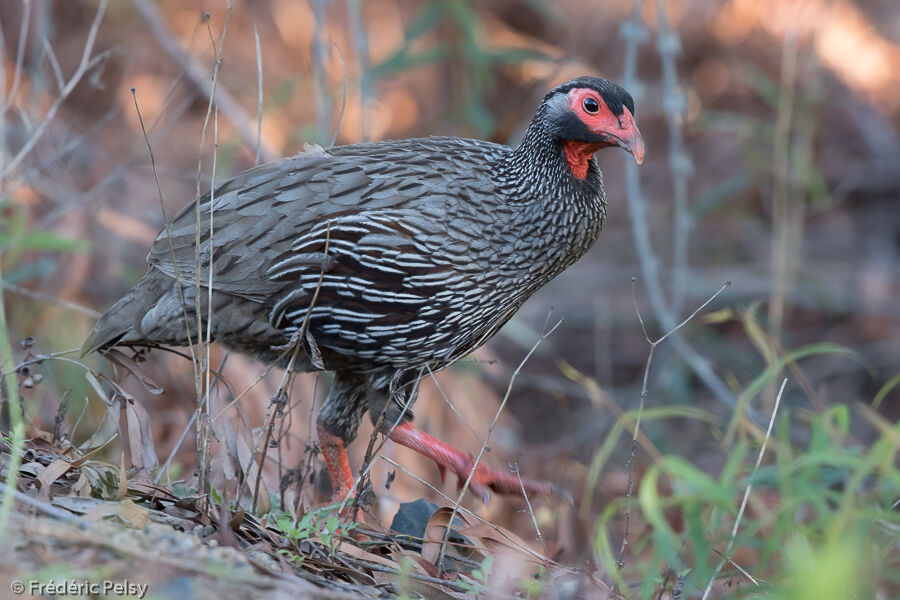 Red-necked Spurfowladult