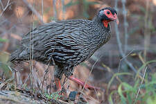 Francolin à gorge rouge