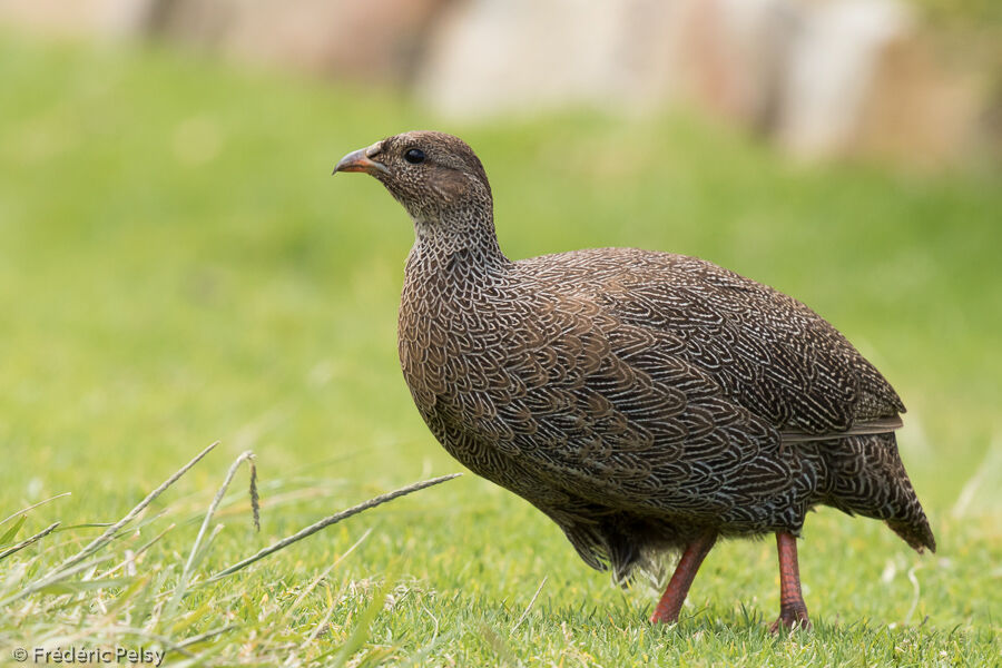 Francolin criardadulte