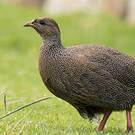 Francolin criard