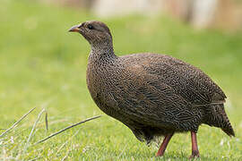 Cape Spurfowl