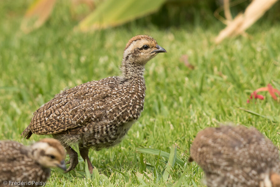 Francolin criardPoussin