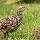 Francolin criard