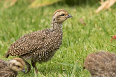 Francolin criard