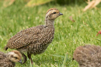 Francolin criard