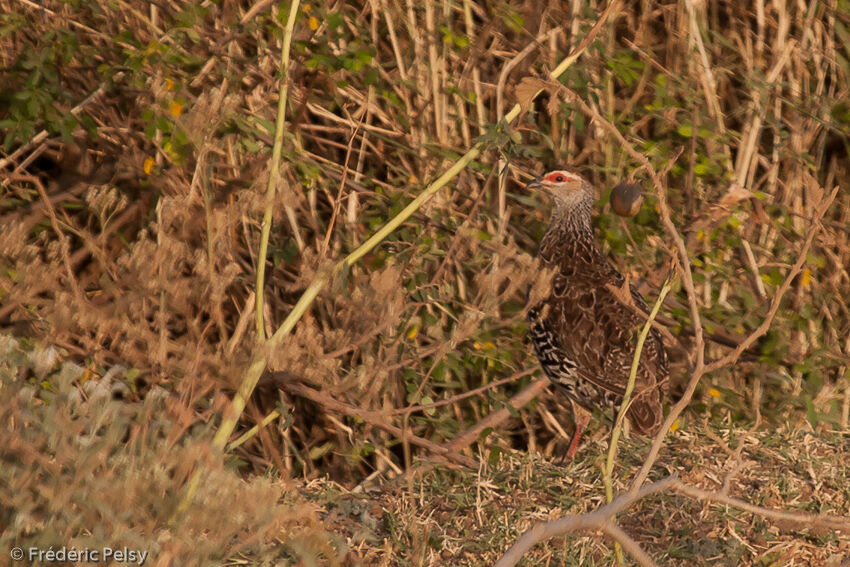 Clapperton's Francolin