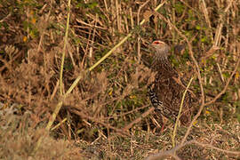 Clapperton's Spurfowl