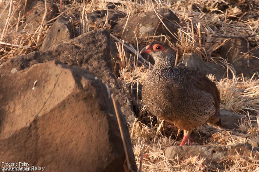 Francolin de Harwoodadulte, identification