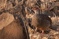 Francolin de Harwood