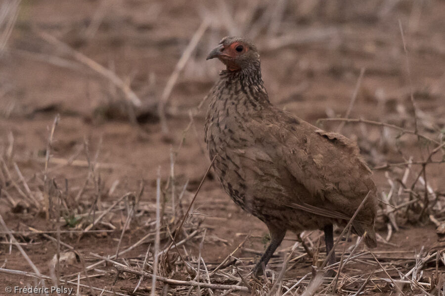 Francolin de Swainson