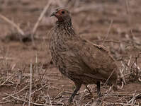 Francolin de Swainson