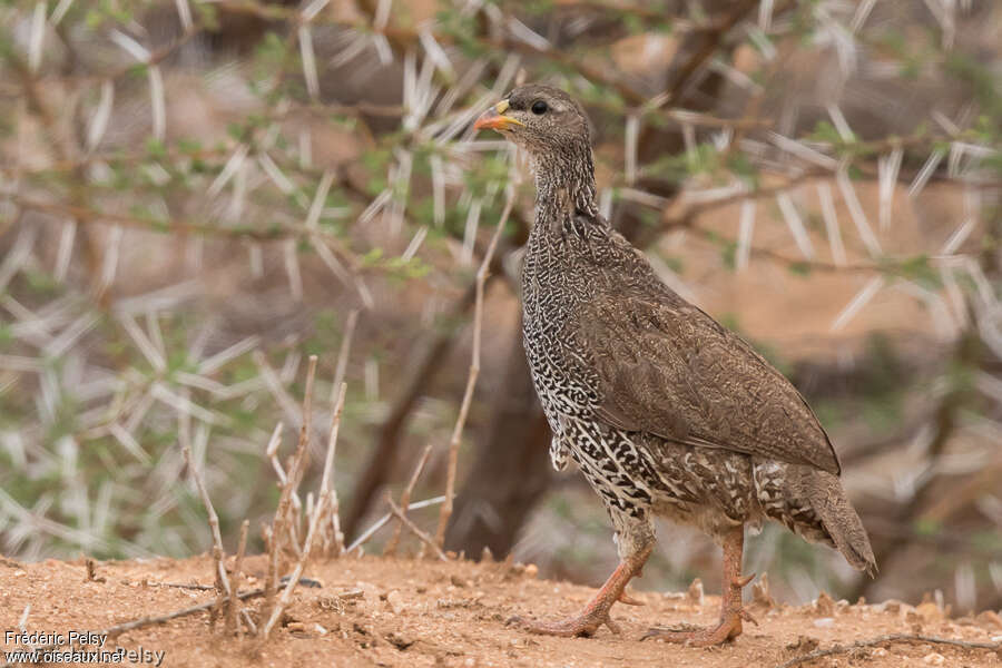 Francolin du Nataladulte, identification