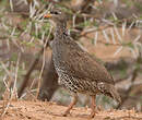 Francolin du Natal