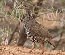 Natal Spurfowl