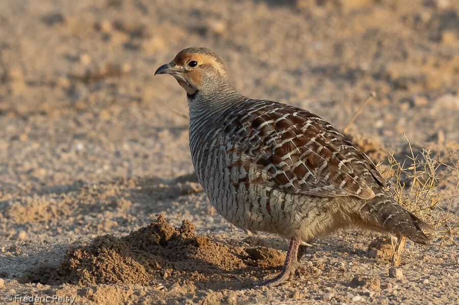 Francolin gris