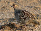 Francolin gris