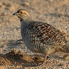 Francolin gris
