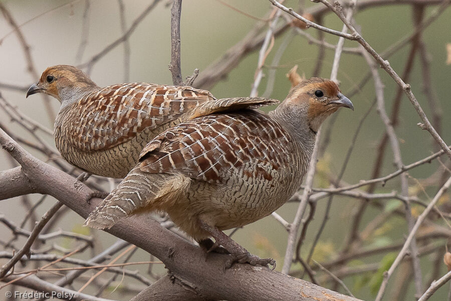 Francolin gris