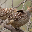 Francolin gris