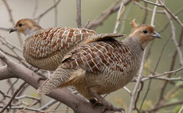 Francolin gris