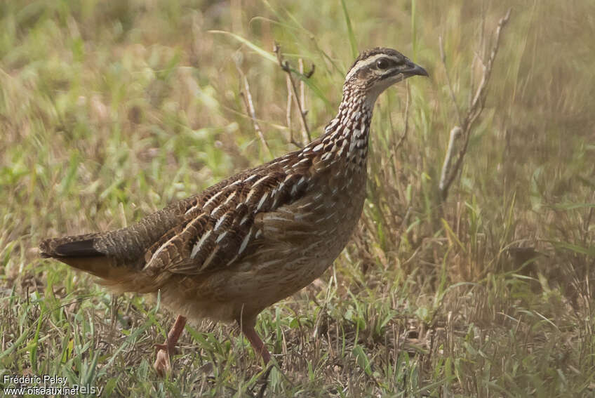 Crested Francolinadult, identification