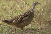 Francolin huppé