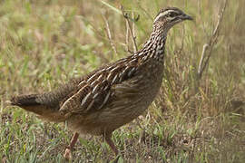 Crested Francolin