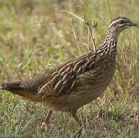 Francolin huppé