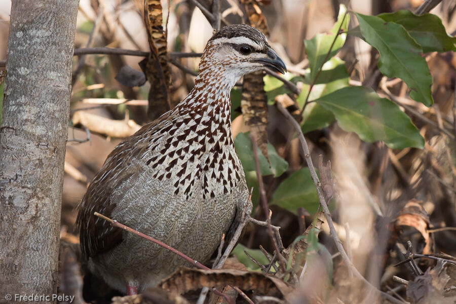 Crested Francolin