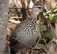 Francolin huppé