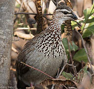 Crested Francolin