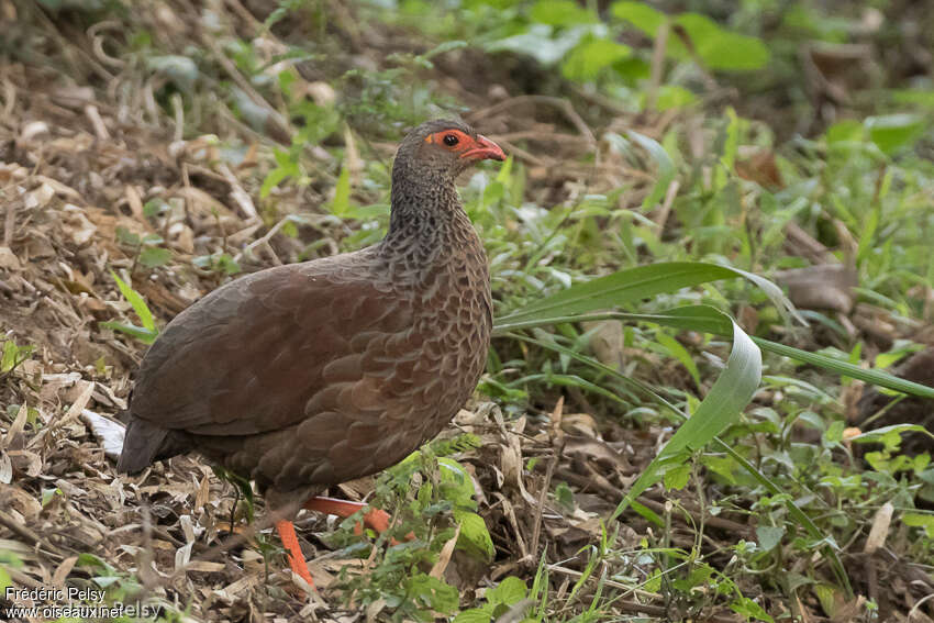 Francolin nobleadulte, identification