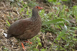 Handsome Francolin